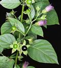 belladonna 